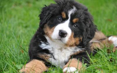 Collagène pour chien : 4 bienfaits pour sa santé 🐾💪