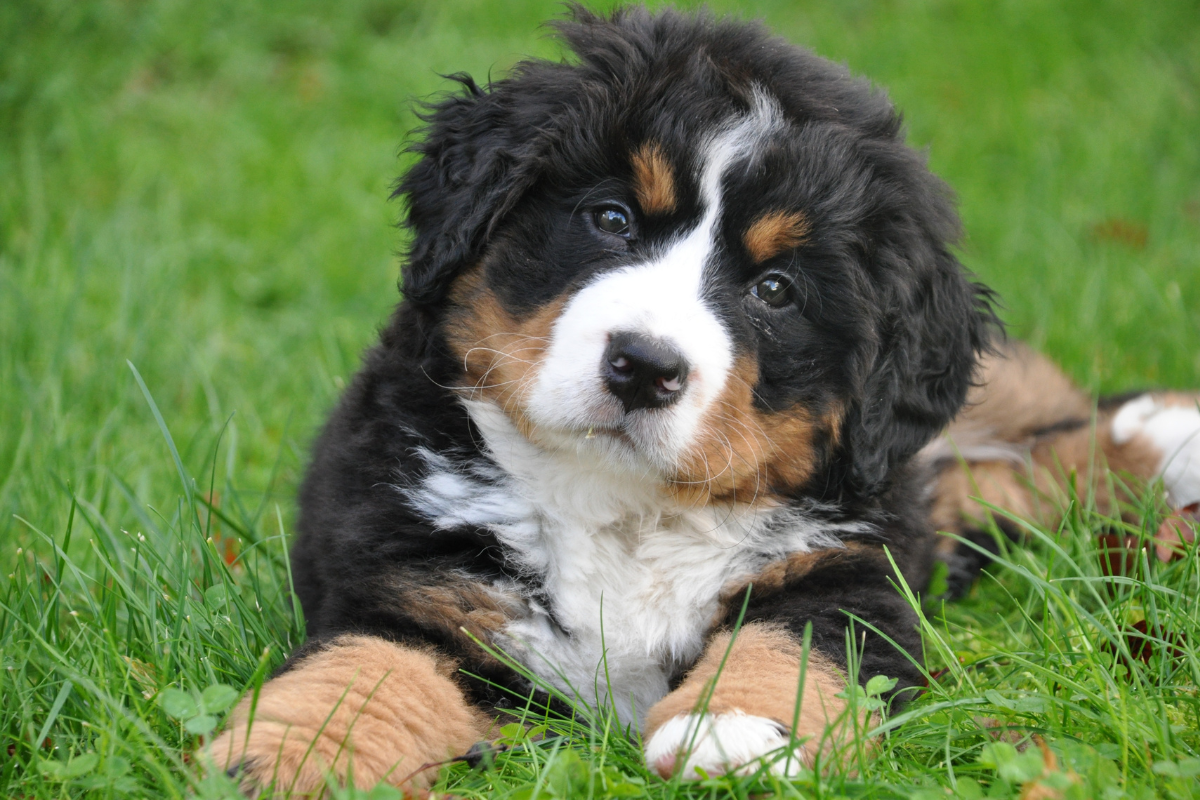 collagène pour chien​